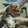 Top Pet Wipes for Cats and Dogs Reviewed in 2025