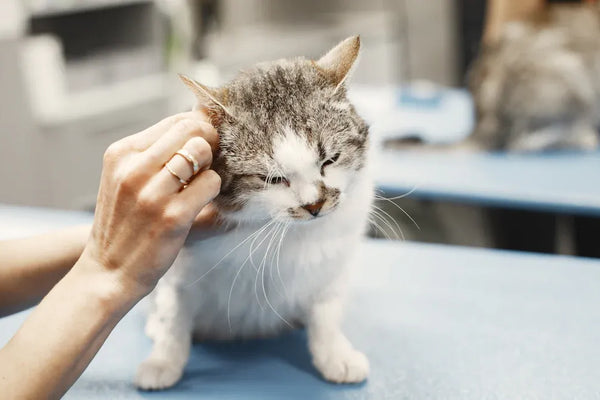 Top 10 Cat Brushes Experts Recommend for Healthy Grooming