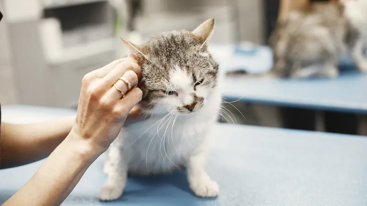 Top 10 Cat Brushes Experts Recommend for Healthy Grooming