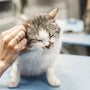 Top 10 Cat Brushes Experts Recommend for Healthy Grooming