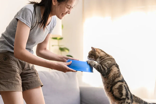 Top 12-Piece Cat Starter Kits Every New Owner Needs in 2025
