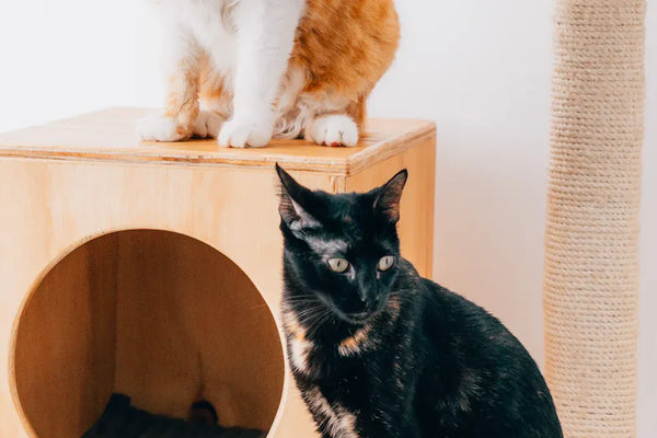 Top Cat Scratchers Compared for Every Breed