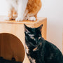 Top Cat Scratchers Compared for Every Breed