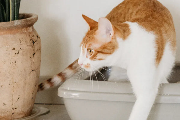 Top 10 Natural Cat Litter Box Deodorizers for a Fresh Home