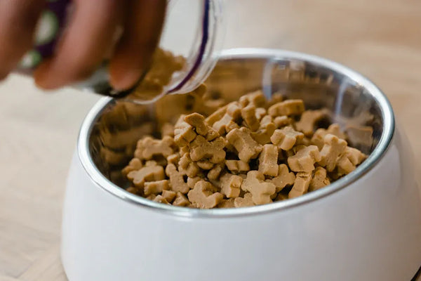 Best Smart Wet Food Cat Feeders for Effortless Cleaning in 2025 Reviewed