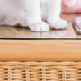 Top Cat Grooming Comb Sets for 2025 Reviewed and Rated