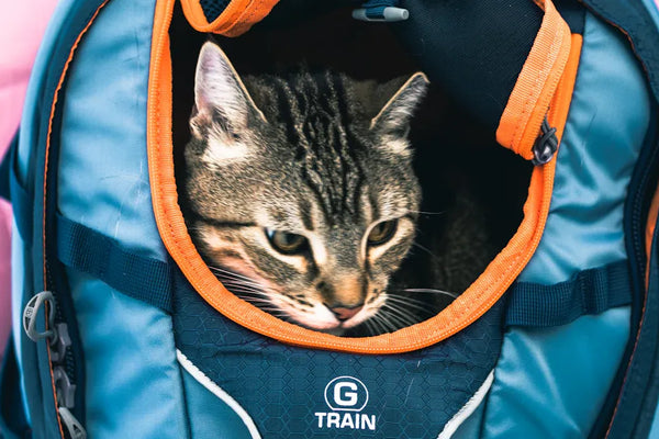 Top 10 Cat Carriers Loved by Cat Owners in 2025