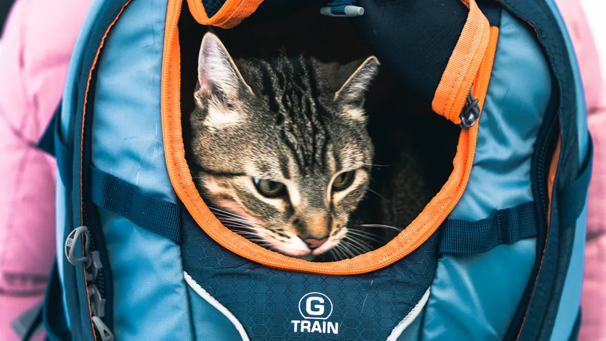 Top 10 Cat Carriers Loved by Cat Owners in 2025