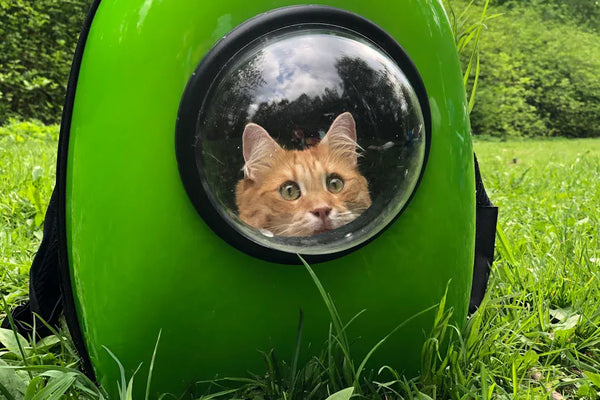 10 Cat Carriers Every Pet Owner Should Consider for Vet Visits