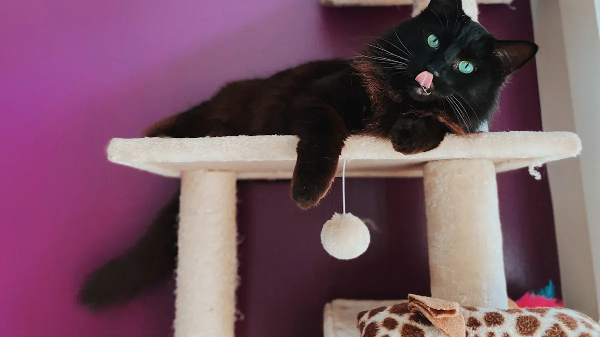 Complete cat starter kit comparison for new pet owners