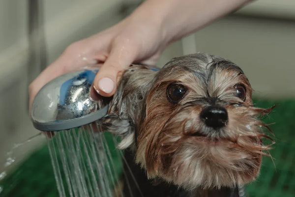 Top 10 Tips for Removing Pet Smells Naturally in 2025