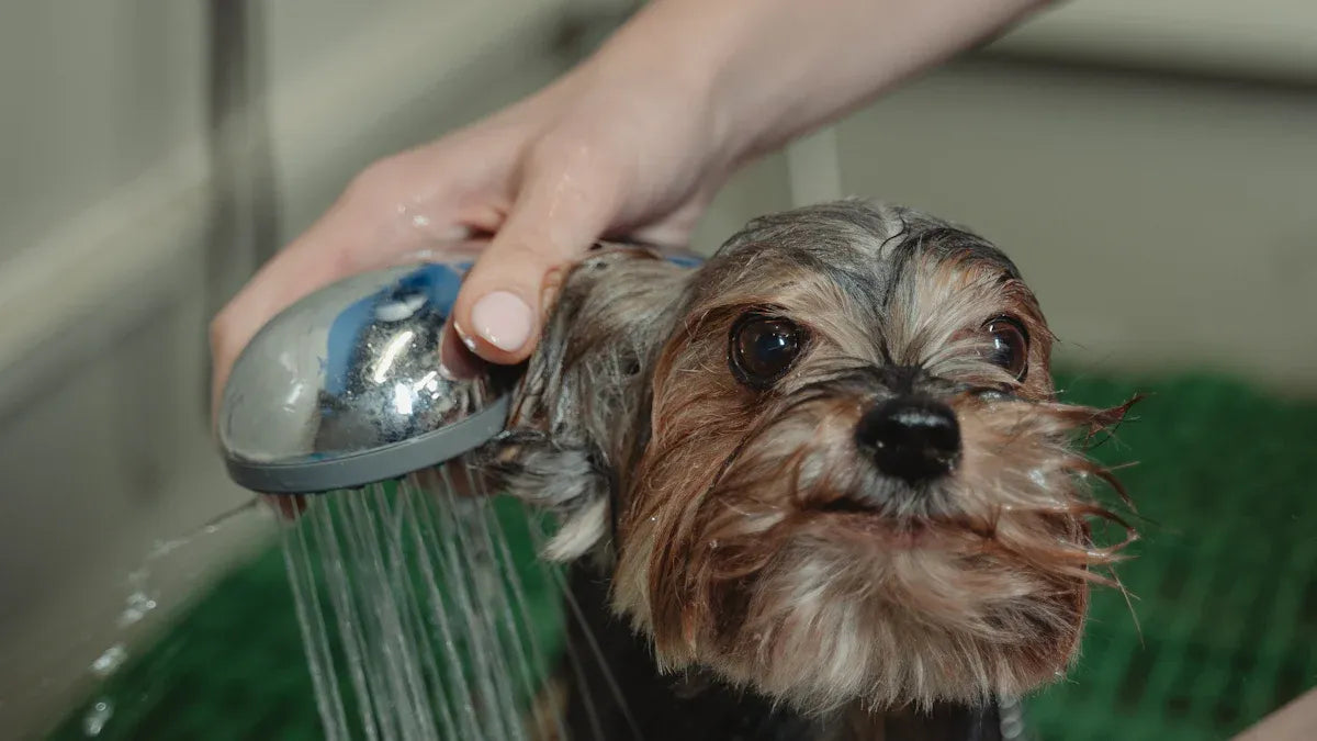 Top 10 Tips for Removing Pet Smells Naturally in 2025