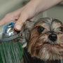 Top 10 Tips for Removing Pet Smells Naturally in 2025