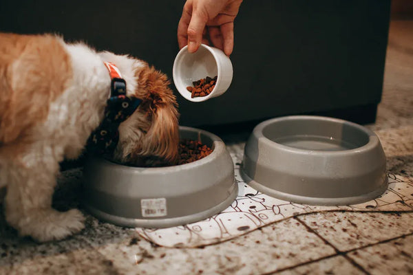 Top 10 Leak-Proof Cat Food Bowls for Every Budget