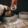 Top 10 Leak-Proof Cat Food Bowls for Every Budget