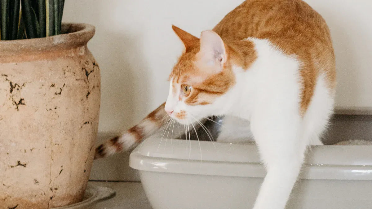 The Best Cat Litter Box Deodorization Kits of 2025 Reviewed