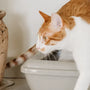 The Best Cat Litter Box Deodorization Kits of 2025 Reviewed