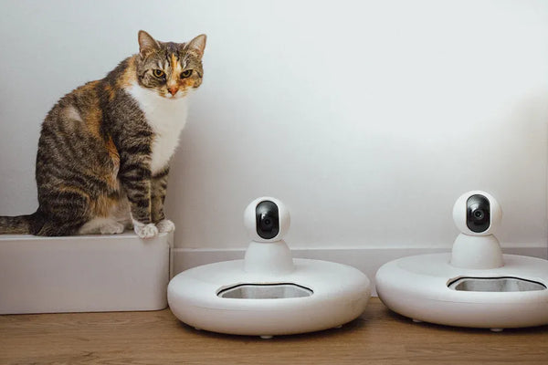 Best Smart Wet Cat Food Feeders with Built-In Refrigeration in 2025