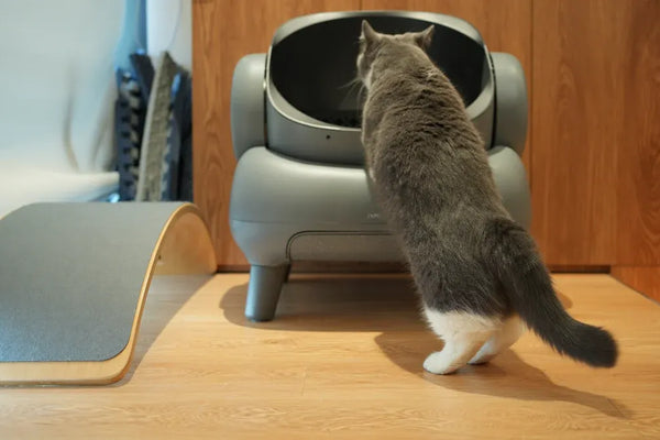 Top 10 Litter Boxes and Scoops for Large Cats