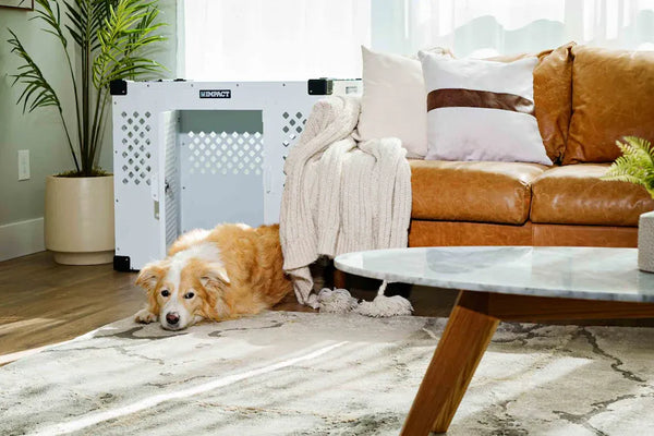 Best Cat Litter Box Air Purifier Kits for Cleaner Homes