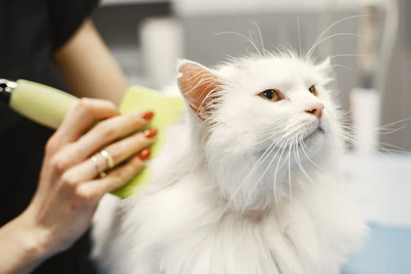 Top 10 Cat Grooming Tools Every Pet Owner Needs in 2025