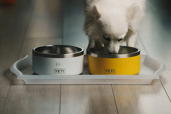 Top 10 Best Cat Water Bowls for Hydrated Pets