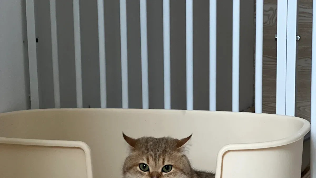 Stainless Steel Cat Litter Box Versus Plastic Options for Modern Homes