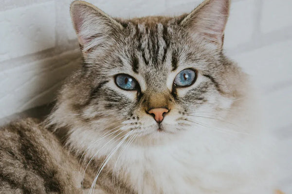 Your Guide to the Top 10 Cat Starter Kit Essentials