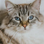 Your Guide to the Top 10 Cat Starter Kit Essentials