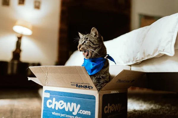Pet Care Package Review: Which Options Stand Out in 2025