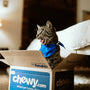 Pet Care Package Review: Which Options Stand Out in 2025