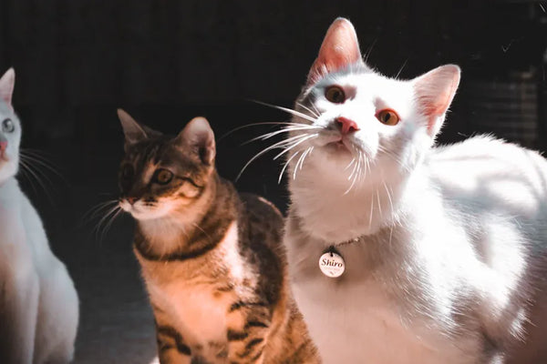 Reviewing the Top Cat Starter Kit 12 Pieces for Beginners
