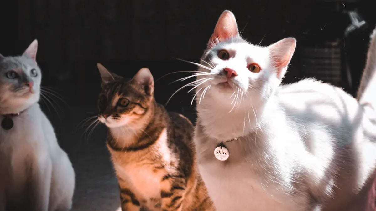 Reviewing the Top Cat Starter Kit 12 Pieces for Beginners