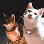 Reviewing the Top Cat Starter Kit 12 Pieces for Beginners