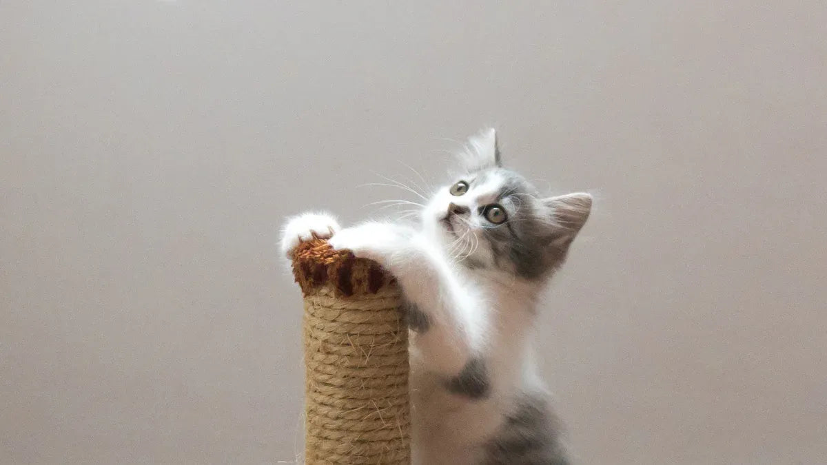 Essential Items Every Cat Starter Kit Needs in 2025