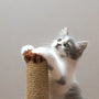 Essential Items Every Cat Starter Kit Needs in 2025