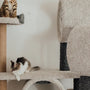 Top Cat Scratcher Beds for 2025 Reviewed