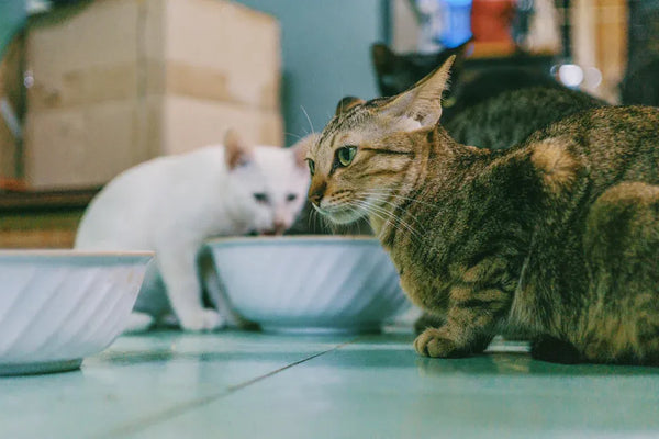 Top Smart Feeders for Multi-Cat Households in 2025