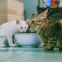 Top Smart Feeders for Multi-Cat Households in 2025