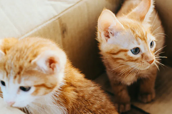 Top Picks for Kitten Starter Kits in 2025