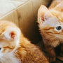 Top Picks for Kitten Starter Kits in 2025