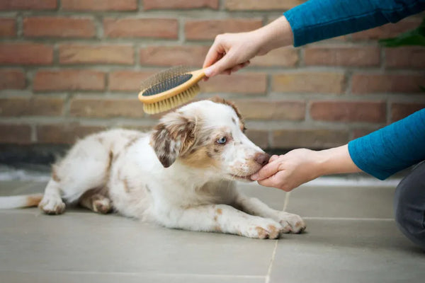 We Tested the Top Pet Hair Removers for Furniture and Clothing