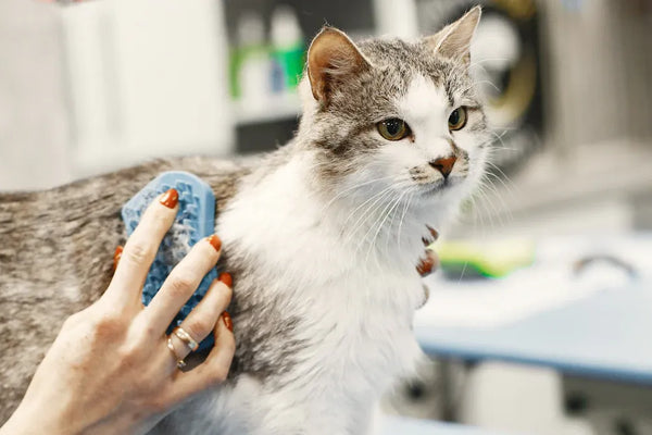 Top 10 Soft Pin Brushes Every Pet Owner Should Try