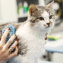 Top 10 Soft Pin Brushes Every Pet Owner Should Try