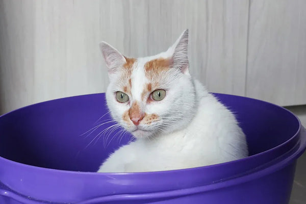 Top Cat Owner Kits You Need for a Happy Feline