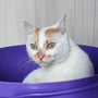 Top Cat Owner Kits You Need for a Happy Feline