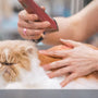 The Best Cat Grooming Kits on the Market, Tested and Compared