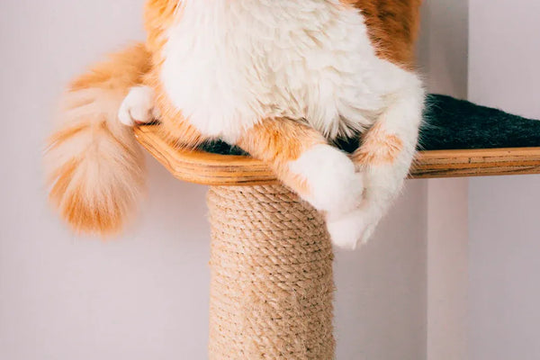 Top Picks for Budget-Friendly Cat Scratching Posts in 2025