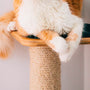 Top Picks for Budget-Friendly Cat Scratching Posts in 2025