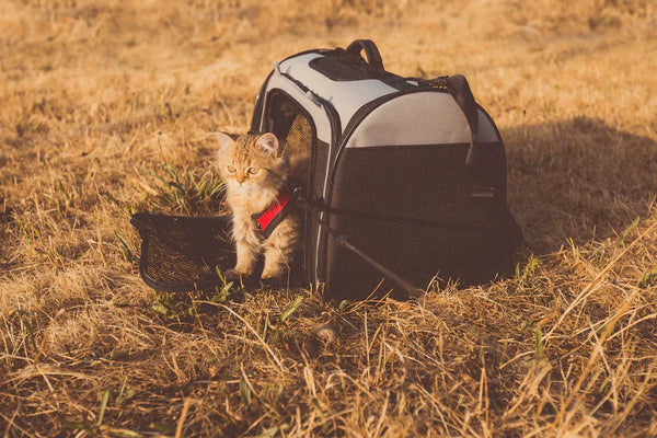 Top Airline Pet Carriers for Stress-Free Travel